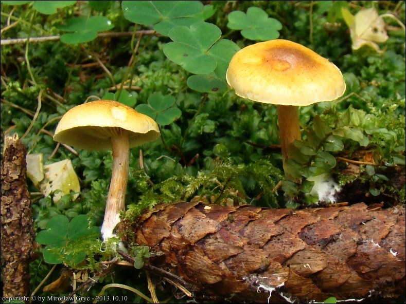 łysak plamistoblaszkowy - zdjęcie główne