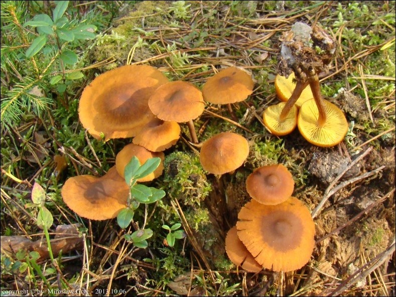 łysak ciemnotrzonowy - zdjęcie główne