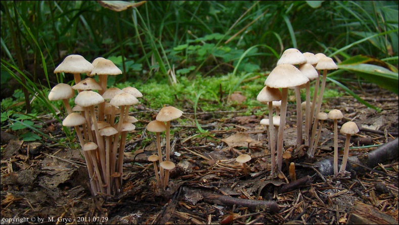 łysostopek pozrastany - zdjęcie główne