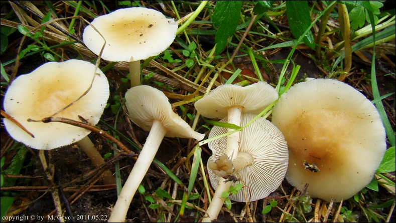 łysostopek pospolity - zdjęcie główne