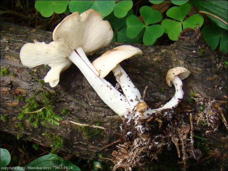 łysostopek niemiły - zdjęcie główne