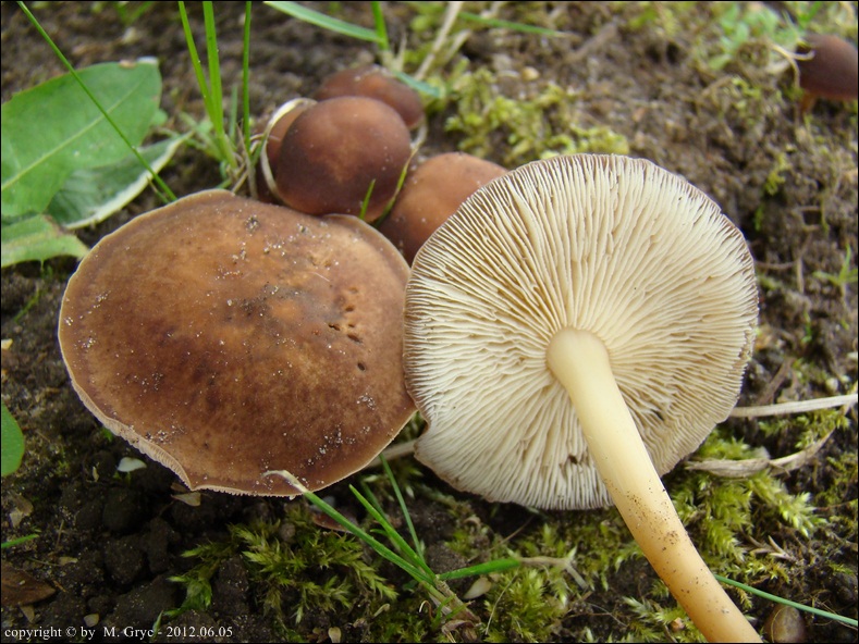 łysostopek bursztynowy - zdjęcie główne