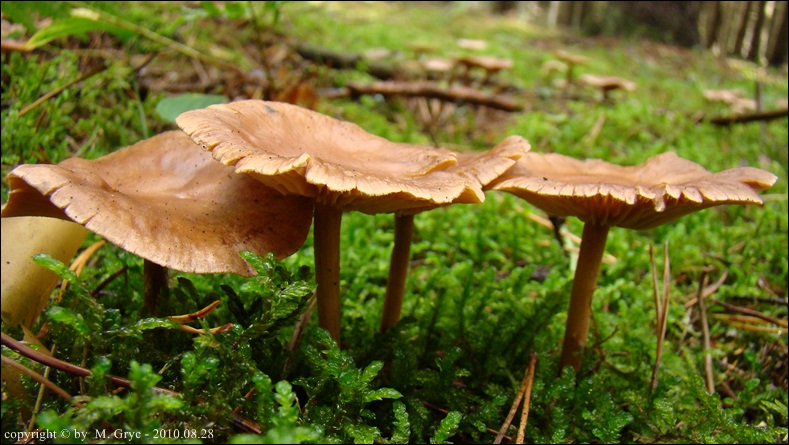 łysostopek cierpki - zdjęcie główne