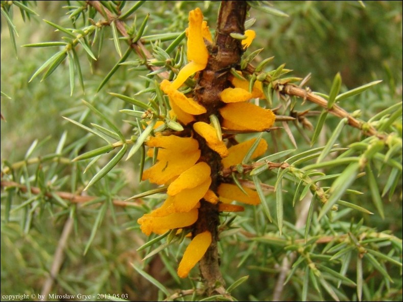 nagoć goździeńcowata - zdjęcie główne