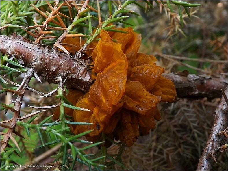 nagoć sawinowa - zdjęcie główne