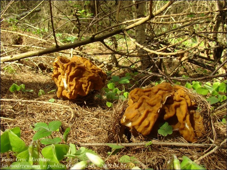 piestrzenica olbrzymia - zdjęcie główne