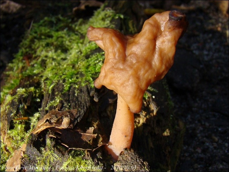 piestrzenica infułowata - zdjęcie główne