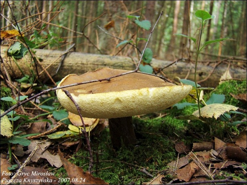 piaskowiec kasztanowaty - zdjęcie główne