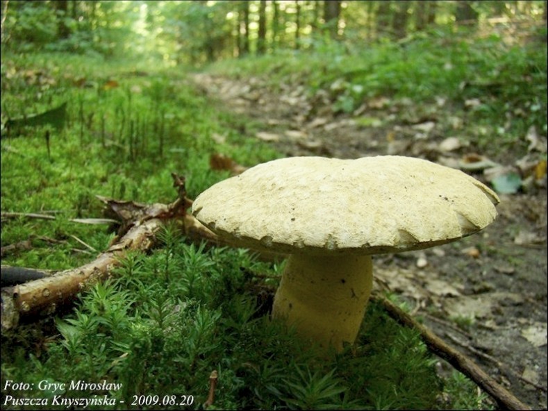 piaskowiec modrzak - zdjęcie główne