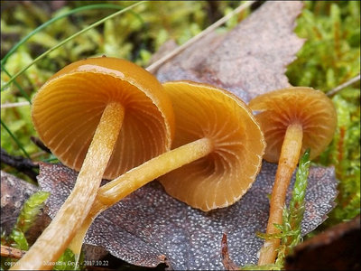 Galerina sp. (2017.10.22)
