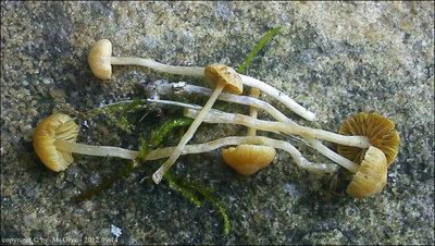 Galerina graminea