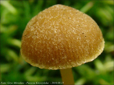 Galerina paludosa