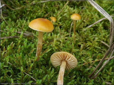 Galerina pumila
