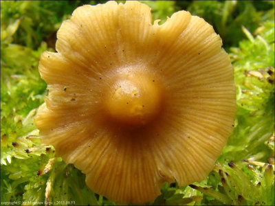 Galerina tibiicystis
