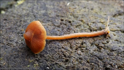 Galerina triscopa