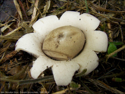 Geastrum