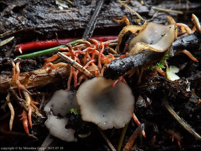 Geopora sp. (2015.07.10)