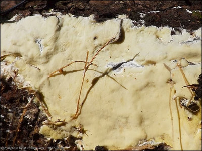 Gloeoporus pannocinctus