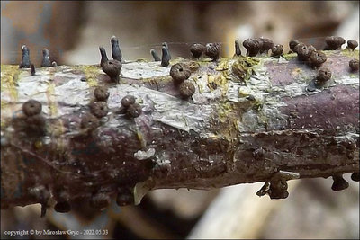 Godronia uberiformis