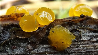 Dacrymyces estonicus(= Guepiniopsis estonica)