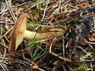 Gymnopilus decipiens