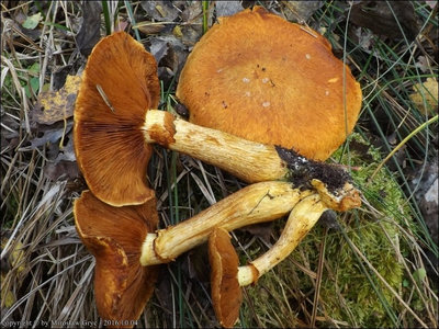 Gymnopilus junonius