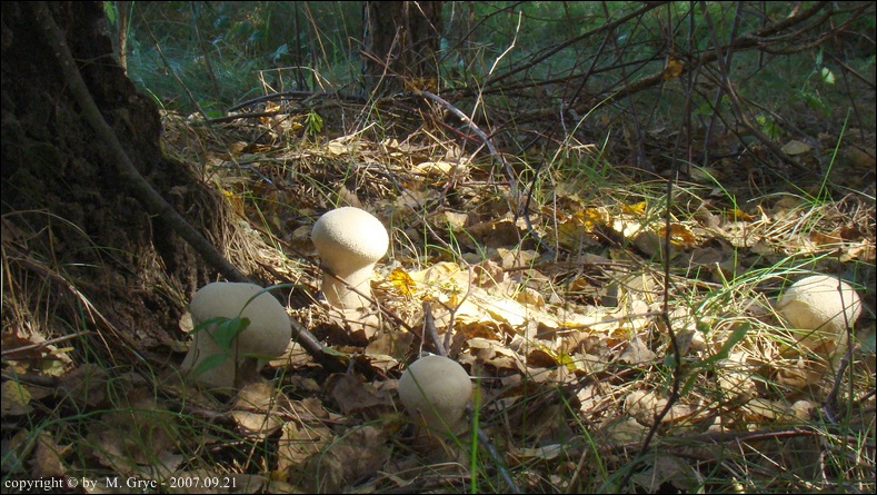 czasznica workowata - zdjęcie główne