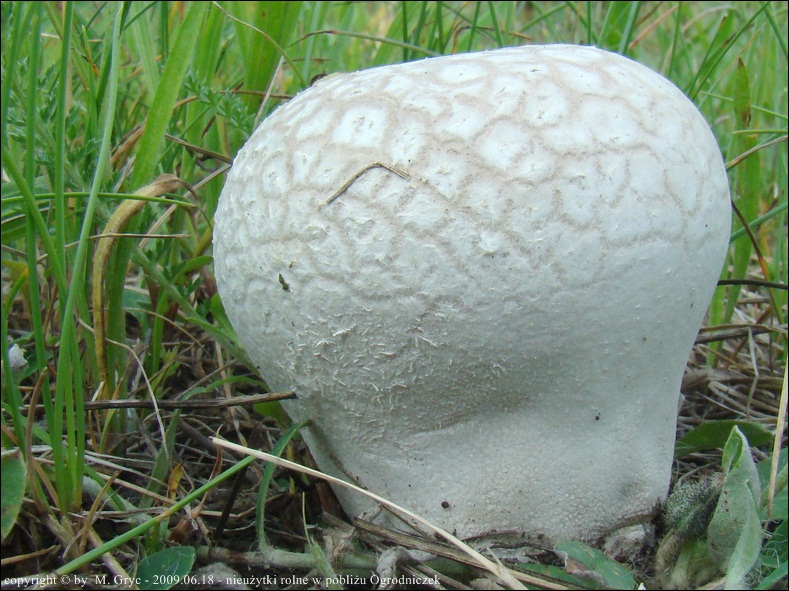 czasznica oczkowata - zdjęcie główne