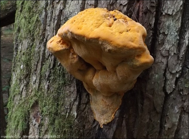 miękusz szafranowy - zdjęcie główne