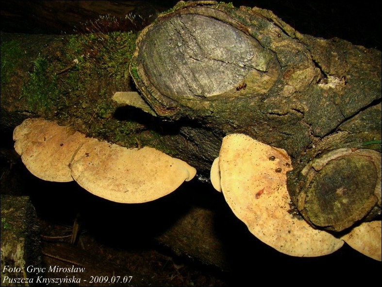 miękusz rabarbarowy - zdjęcie główne