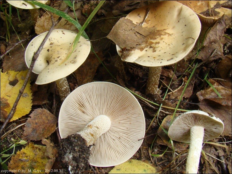 włośnianka rosista - zdjęcie główne