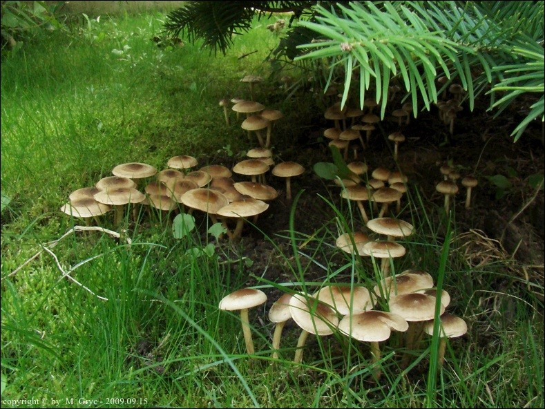 włośnianka brunatna - zdjęcie główne