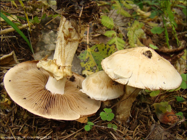 włośnianka korzeniasta - zdjęcie główne