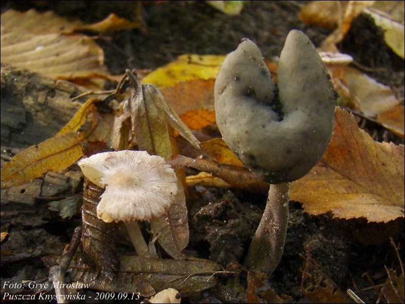 siodłówka czarna - zdjęcie główne