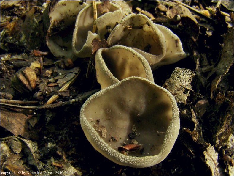 piestrzyca popielatoszara - zdjęcie główne