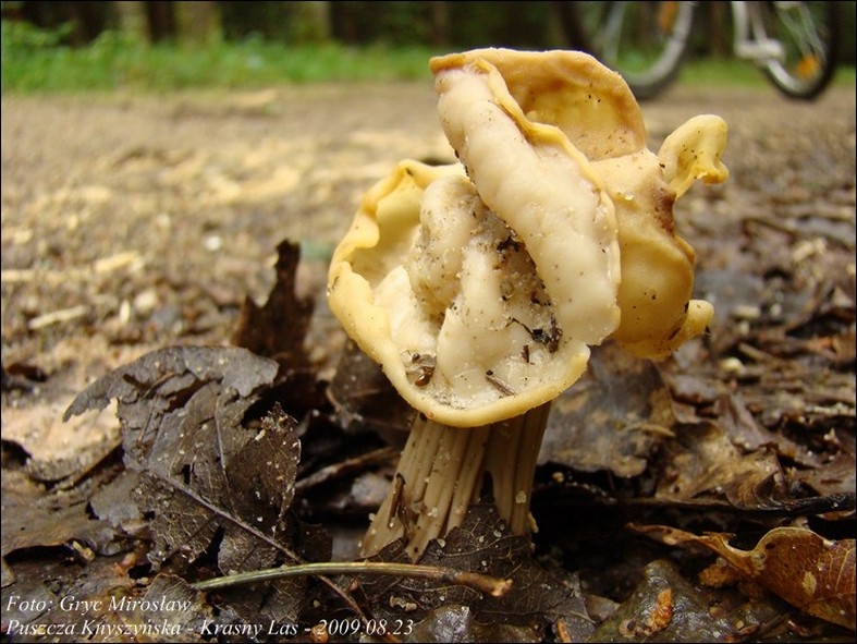 piestrzyca kędzierzawa - zdjęcie główne