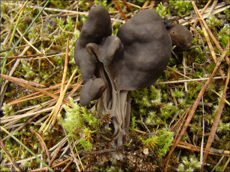 piestrzyca zatokowata - zdjęcie główne