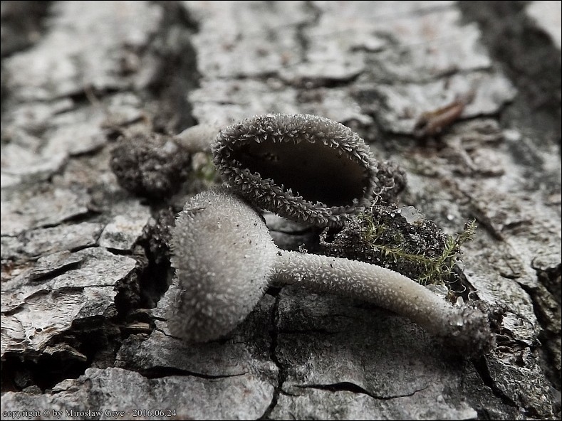 długotrzonka popielata - zdjęcie główne