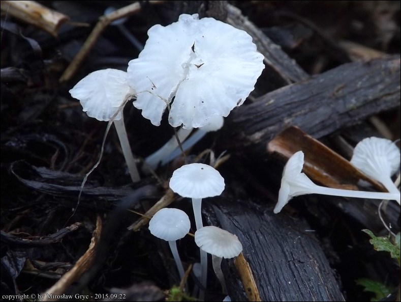 białogrzybówka żywokostowa - zdjęcie główne