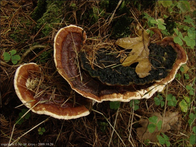 korzeniowiec wieloletni - zdjęcie główne