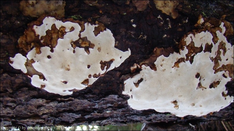 korzeniowiec drobnopory - zdjęcie główne