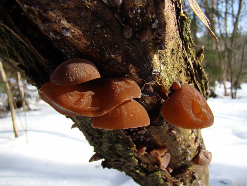 judae - zdjęcie główne