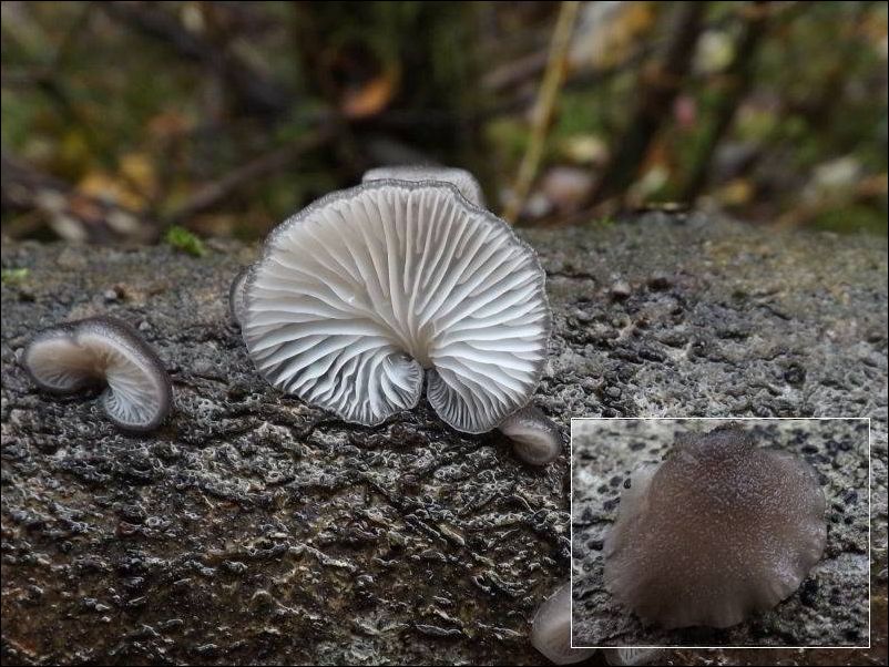 bocznianka białoszara - zdjęcie główne