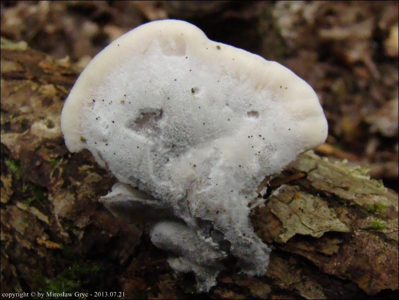 bocznianka szarawa - zdjęcie główne