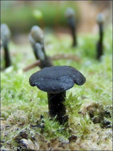 lipnik lepki - zdjęcie główne