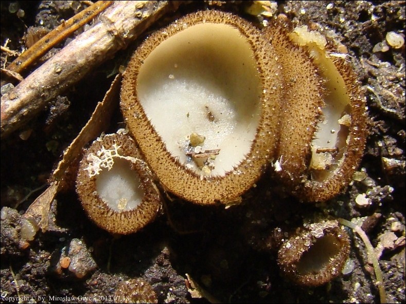 ziemica półkulista - zdjęcie główne