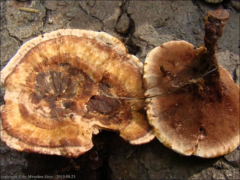 kolczakówka strefowana - zdjęcie główne