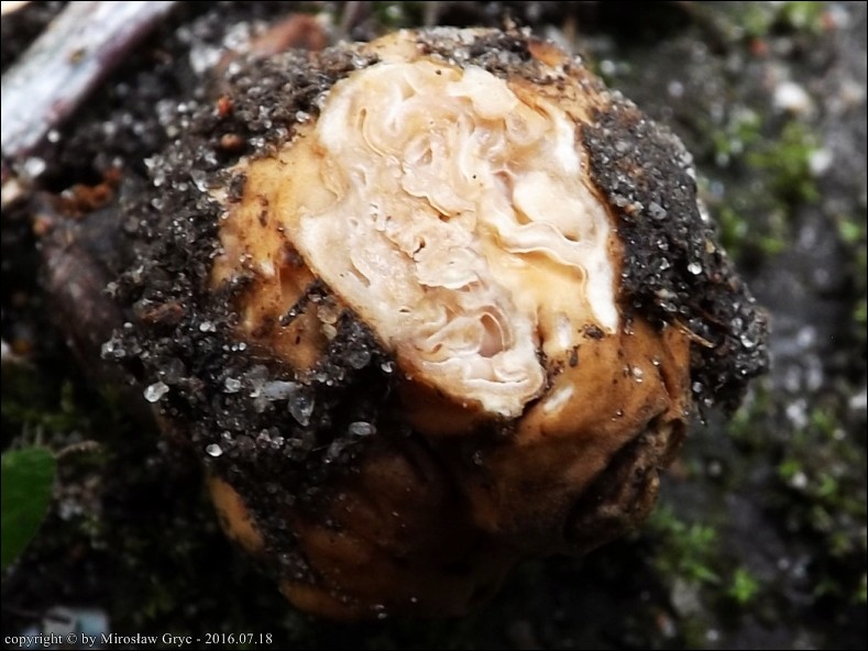 truflica kasztanowata - zdjęcie główne