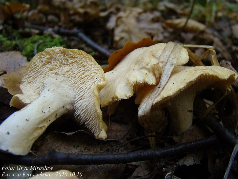 kolczak obłączasty - zdjęcie główne