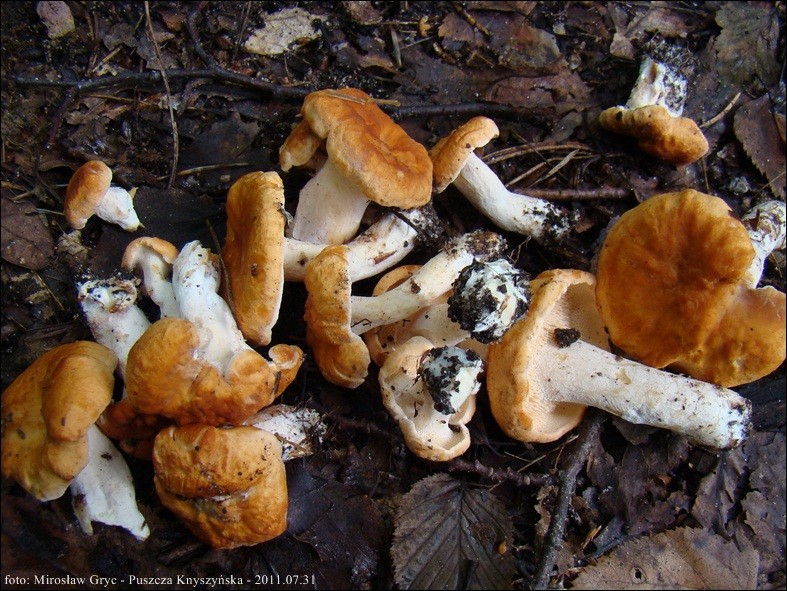 kolczak rudawy - zdjęcie główne